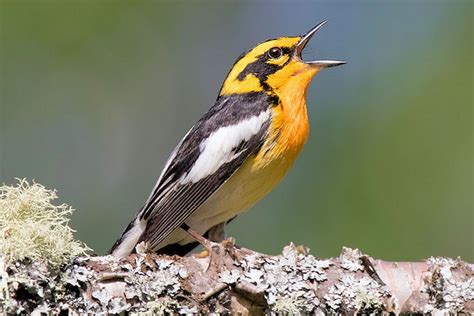 Understanding Why Birds Sing