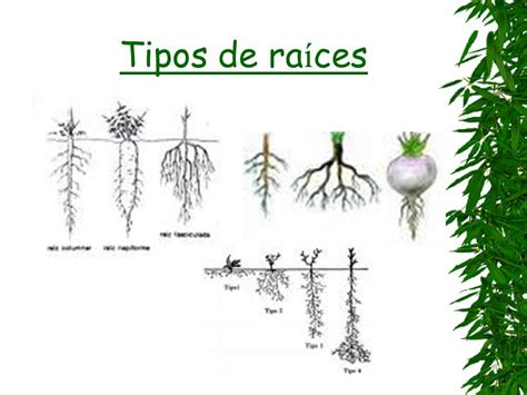 UNIDAD 4 Las plantas.   ppt video online descargar