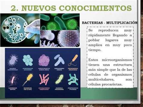 Unidad 4 Virus bacterias y hongos Clase 2   YouTube