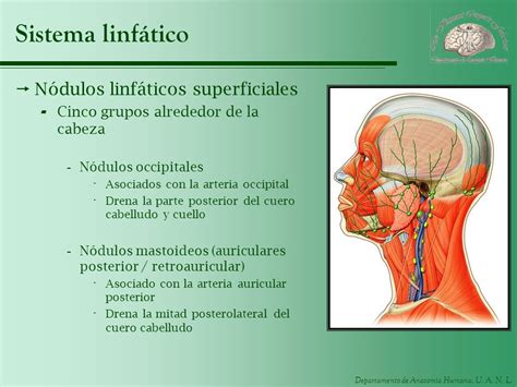 UNIDAD 8 Cabeza y cuello.   ppt descargar