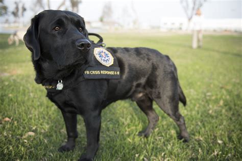 Unidad Canina del FBI Ayuda a Víctimas a Sobrellevar ...