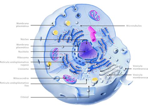 Unidad didáctica 4: El nivel celular en el cuerpo humano ...