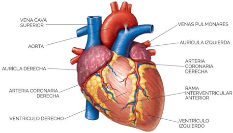 Unidad didáctica 7: Aparato circulatorio: El corazón ...