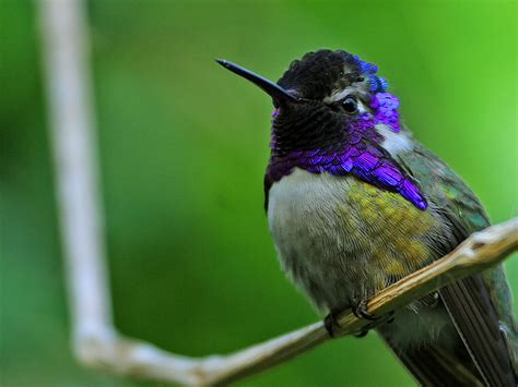Unique Animals blogs: Hummingbirds Pictures Hummingbirds ...