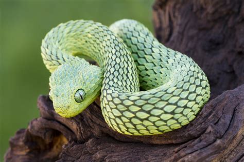 Unique Characteristics of Reptiles Explained with Pictures ...