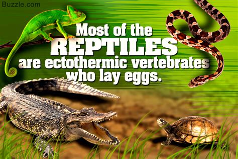 Unique Characteristics of Reptiles Explained with Pictures