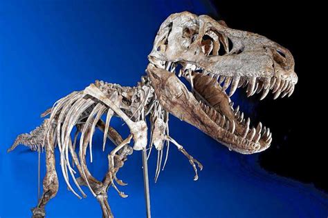 Unique dinosaur skeleton sells for $1 million at auction ...
