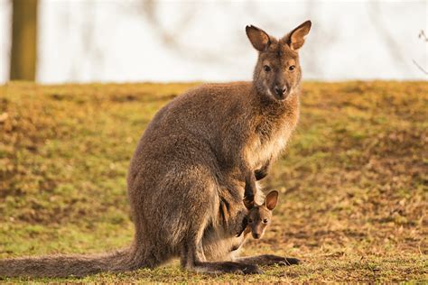 Unique Wildlife in Australia and New Zealand   Goway