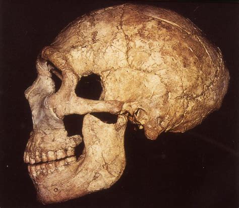 Universitat de Barcelona   Neandertales: mitos y realidad ...