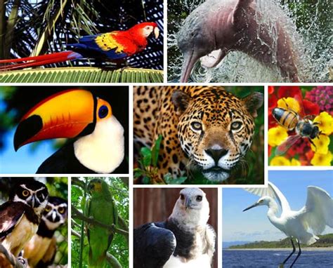 Universo Amazônico: Fauna