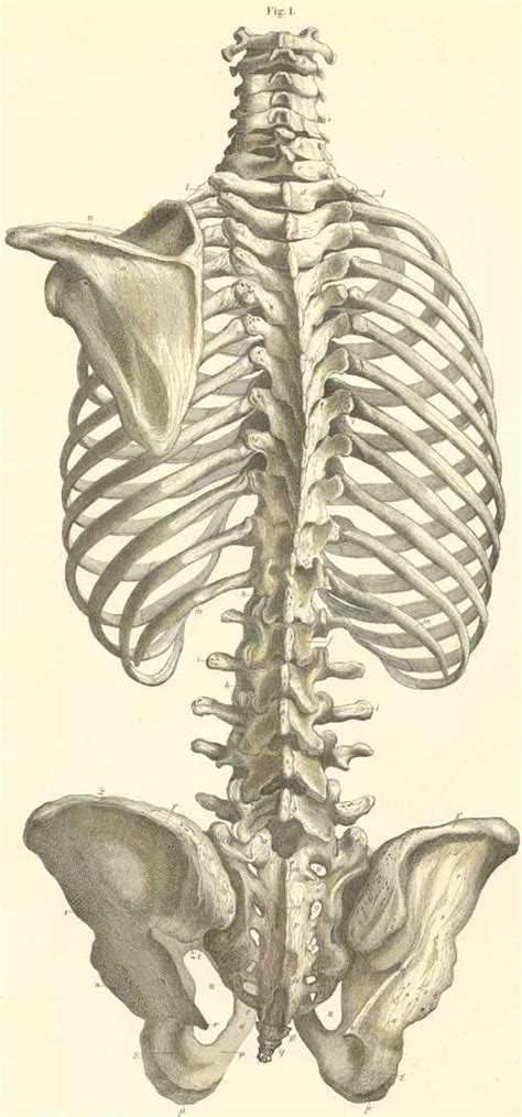 unknown  | Skeleton anatomy, Anatomy art, Human anatomy ...