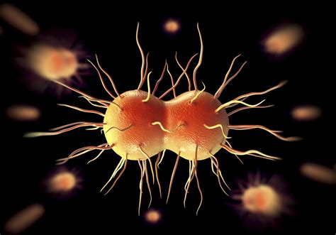 Untreatable gonorrhoea  superbug  STI spreading worldwide ...
