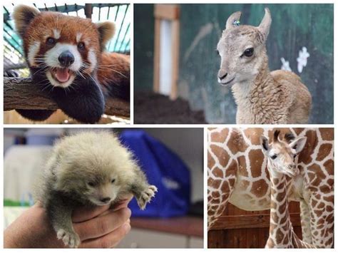 Upstate New York s cutest zoo animal: Get to know the adorable winner ...