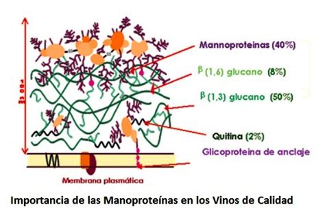 Urbina Vinos Blog: Importancia de las Manoproteínas en los ...