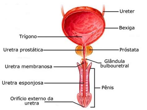 Uretra   Anatomia da Uretra em Homens e Mulheres   InfoEscola
