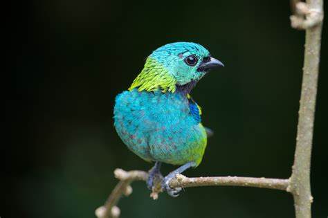 Uruguay in Photos | Green headed tanager