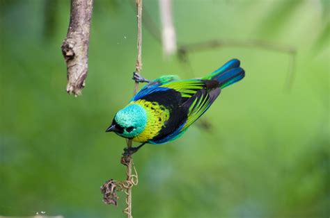 Uruguay in Photos | Green headed tanager