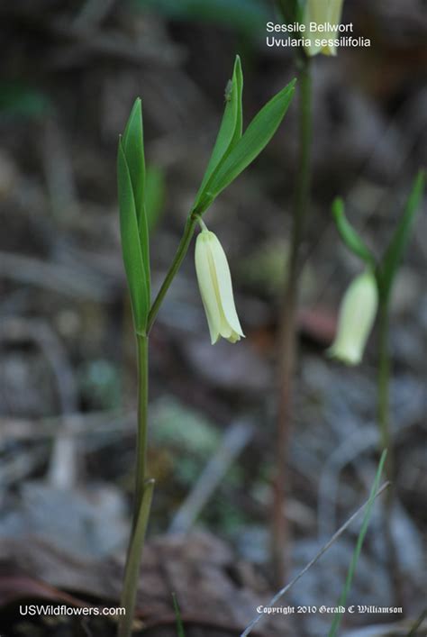 US Wildflower   Sessileleaf Bellwort, Wild Oats   Uvularia ...