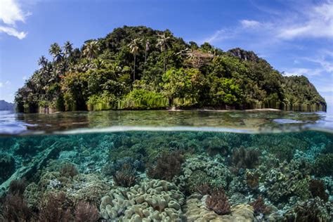 Use Your Scuba Skills to Help Coral Reefs