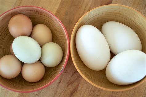 Using Goose Eggs in Your Recipes