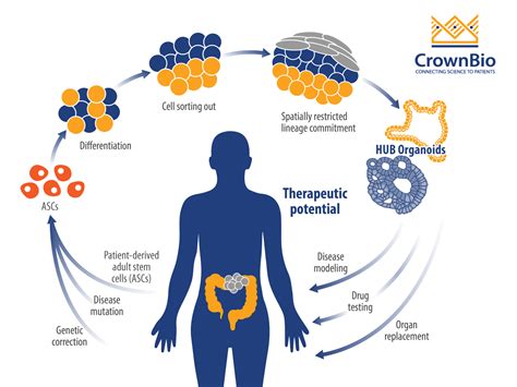 Using Organoids to Understand Colorectal Cancer Mechanisms ...