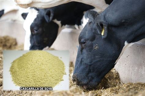 Uso de la Cascarilla de Soja en la alimentación del ganado