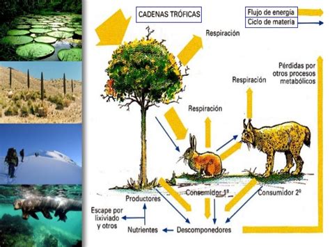 Uso de las tics  ecosistemas cadena trofica ciclo biogeoquimico