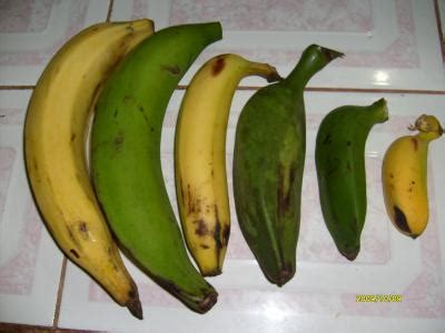 uso de palabras    Plátano  and  banana , geographical ...