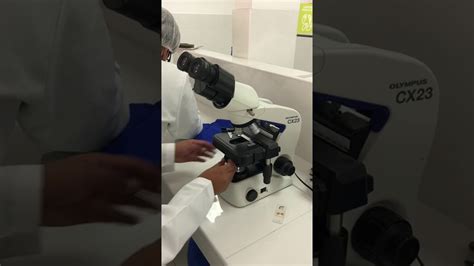 Uso del microscopio óptico   YouTube