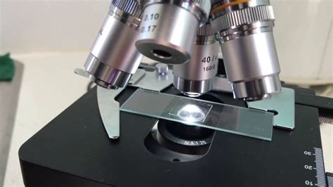 Uso del microscopio para detectar parasitos y coccidia ...