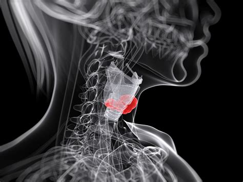 USPSTF, AAFP: Don t Screen Asymptomatic Adults for Thyroid ...