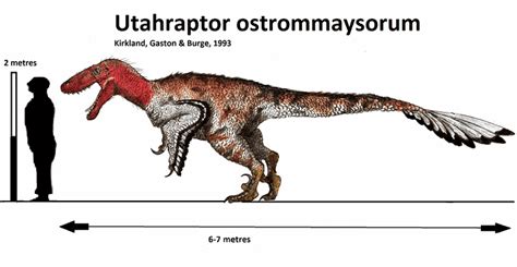 Utahraptor: un cazador bien armado – Dinosaurios