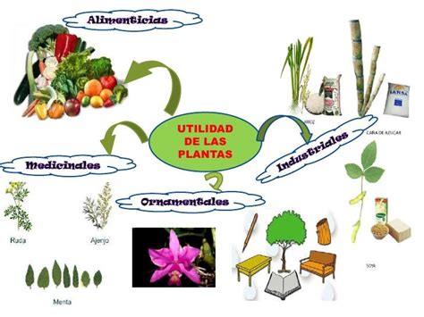 Utilidades de las plantas | Utilidad de las plantas ...