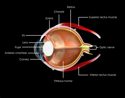 Uveitis Explained   Discovery Eye Foundation