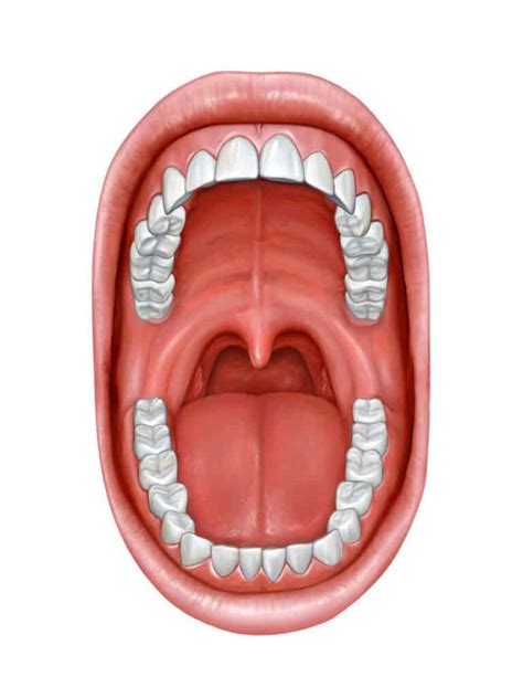 Uvula – Definition, Function, Diseases, and Removal  2020 ...