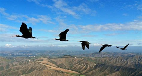 V flying birds pick efficient flapping pattern | Science News