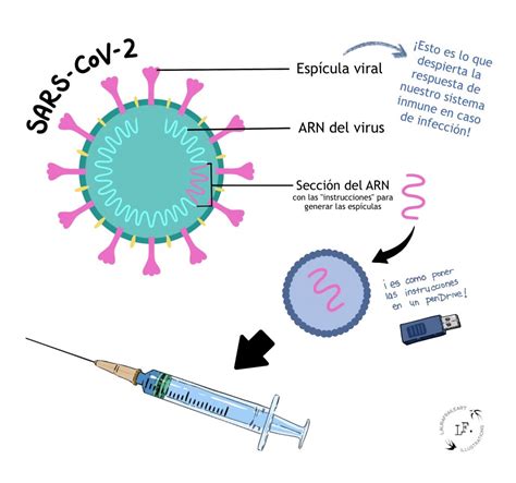 Vacunas de ARNm: ¿Cómo funcionan?   Comunica Ciencia