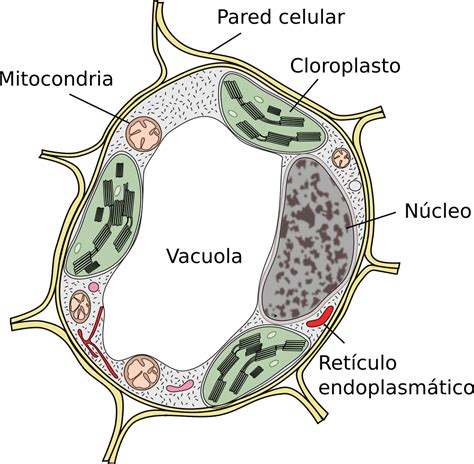 Vacuola: qué es, funciones, características y estructura