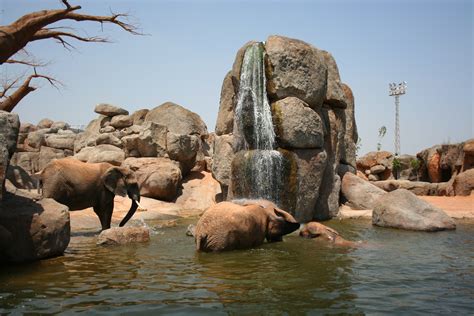 Valencia Bioparc   Zoo in Valencia   Thousand Wonders