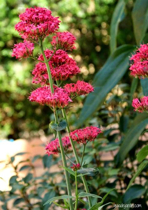 Valeriana roja para combatir el estrés   Guía de Jardín