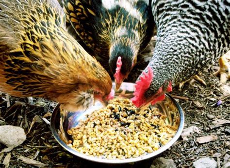 Vamos a averiguar qué alimentar a las gallinas ponedoras para