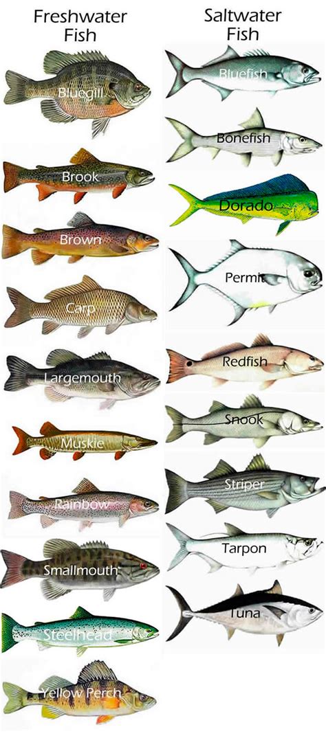 ¡Vamos a pescar! Infografía: tipos de peces en inglés