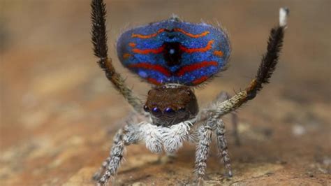 Varias nuevas especies de arañas ya tienen nombre