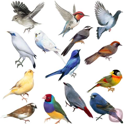 variedad de aves