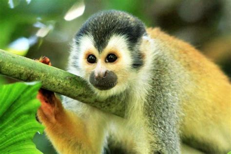 Variedad de Monos en Costa Rica   Costa Rica