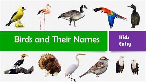 Varieties of birds images| Birds name |Learn Birds names ...