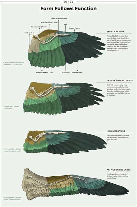 variety of hawks wing span | View topic   Wind Reaper ...