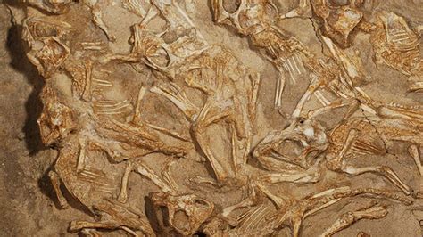 Varios fósiles encontrados muestran seres en movimiento hace más de 2 ...