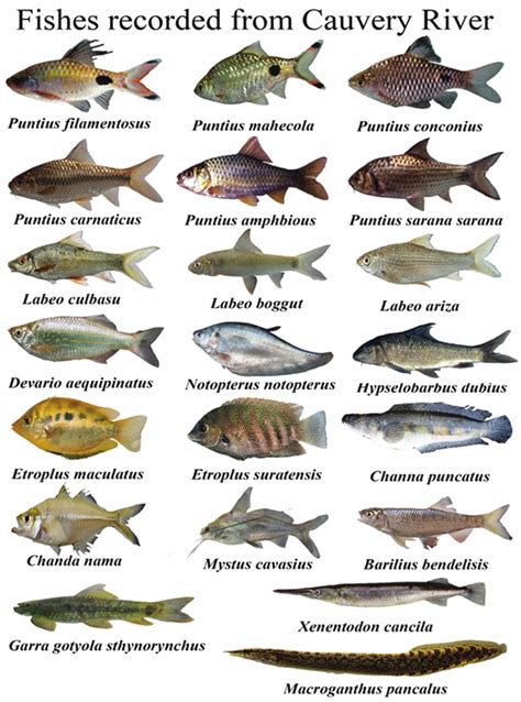 Various available fish diversity from Cauvery river and ...