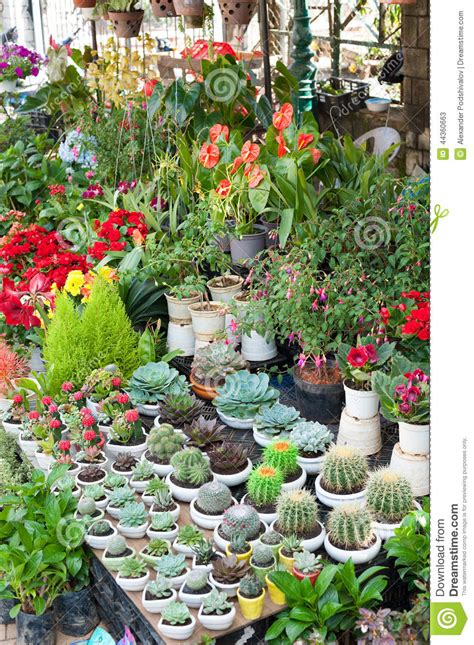 Various Indoor Plants For Sale Stock Image   Image of ...